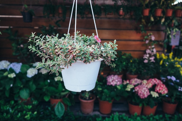 写真 鉢植え の 植物 の クローズアップ