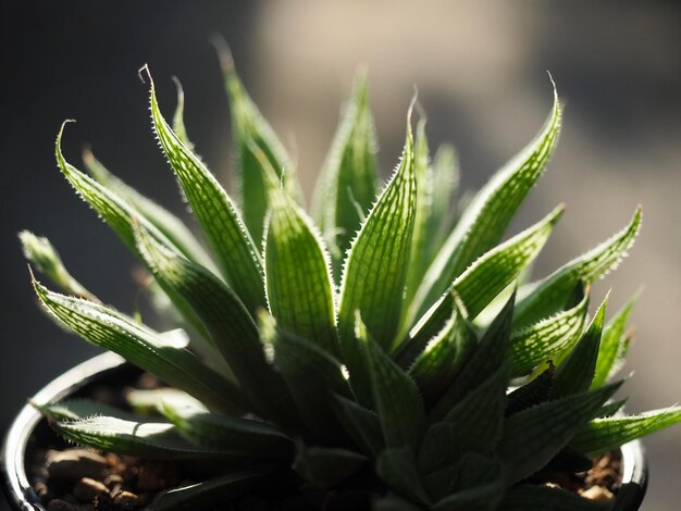 写真 鉢の植物のクローズアップ