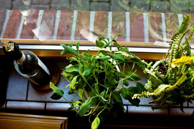 写真 窓のそばにある鉢の植物のクローズアップ