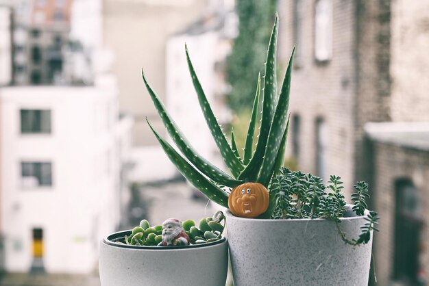 写真 鉢の植物のクローズアップ