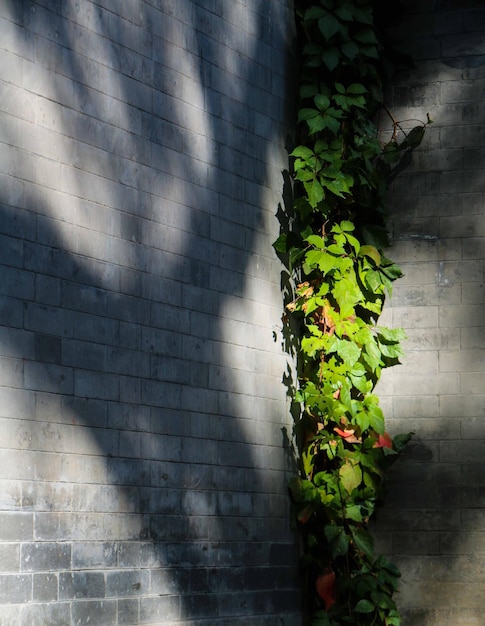 写真 鉢の植物のクローズアップ