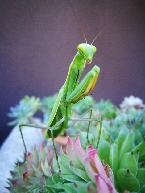 写真 植物の上の祈り神のクローズアップ