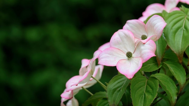 사진 코르누스 쿠사 (cornus kousa) 의 아름다운 꽃 들 의 클로즈업