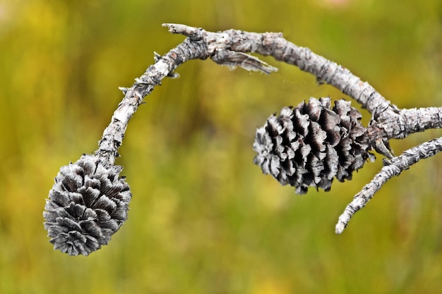 Фото Клоуз-ап монохромной protea cones