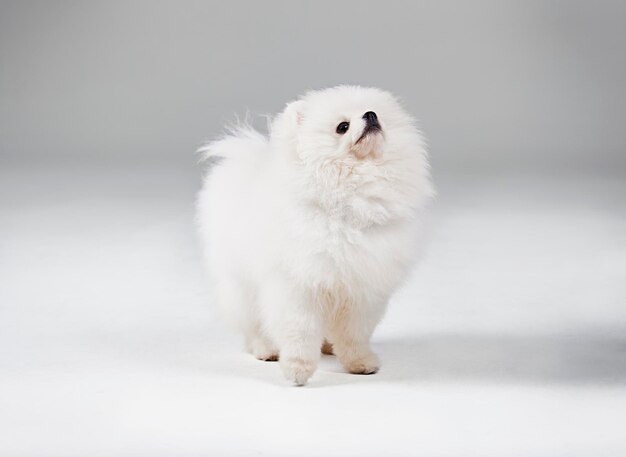 写真 白い背景の子犬のクローズアップ