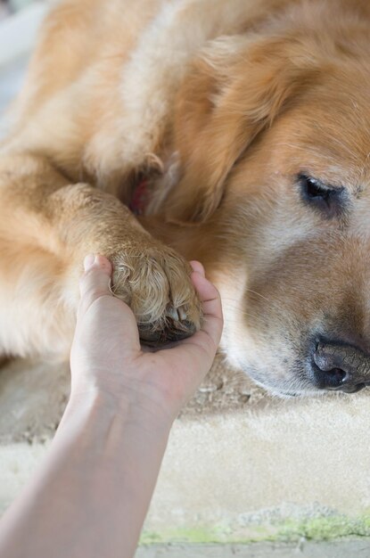 写真 子犬のクローズアップ