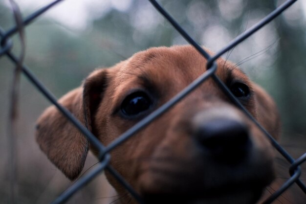 写真 チェーンリンクフェンスを通って見ている子犬のクローズアップ