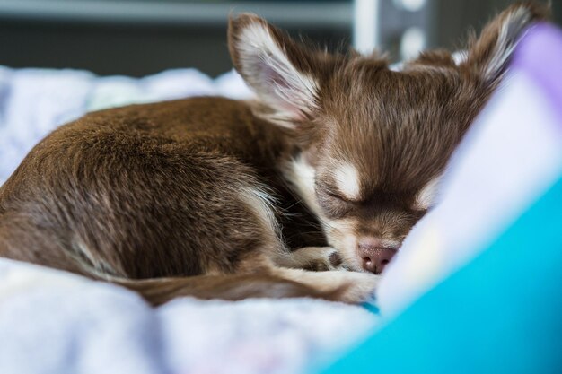 写真 ペットベッド上の子犬のクローズアップ