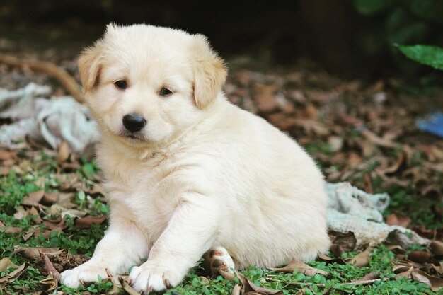 写真 外で座っている子犬のクローズアップ