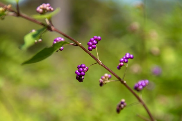 写真 植物上の紫色のベリーのクローズアップ