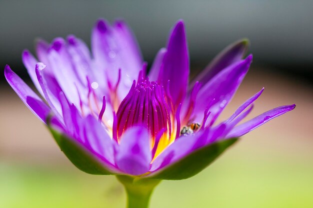 写真 紫色のクロカス花のクローズアップ