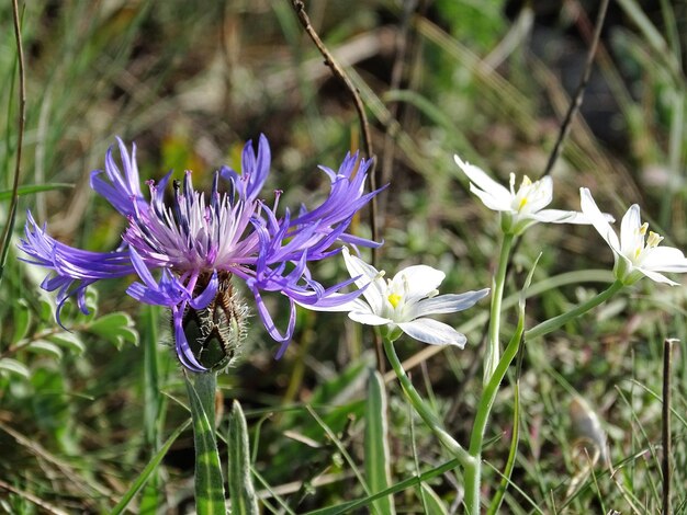 写真 野原 の 紫色 の クロクス 花 の クローズアップ