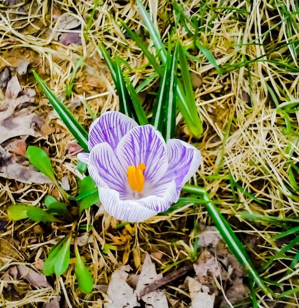 写真 畑 の 紫 の クロカス の 花 の クローズアップ