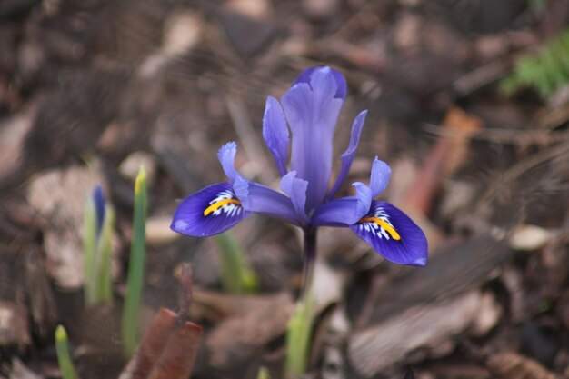 写真 畑 の 紫 の クロカス の 花 の クローズアップ