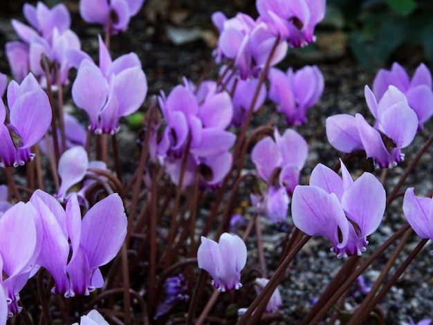 写真 畑 の 紫 の クロカス の 花 の クローズアップ