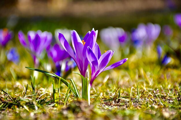 写真 畑 の 紫 の クロカス の 花 の クローズアップ