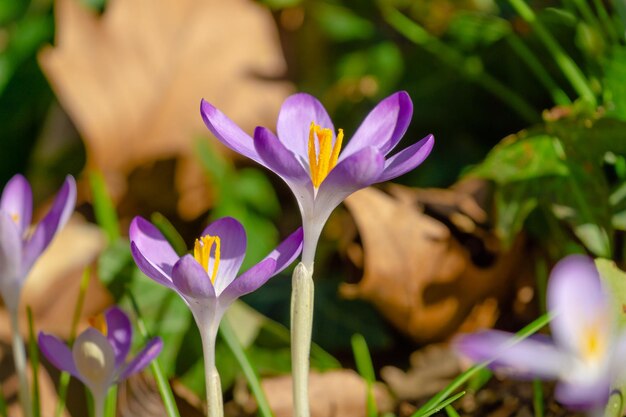 写真 紫色のクロカスの花のクローズアップ