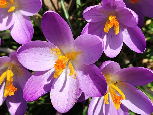 写真 紫色のクロカスの花のクローズアップ