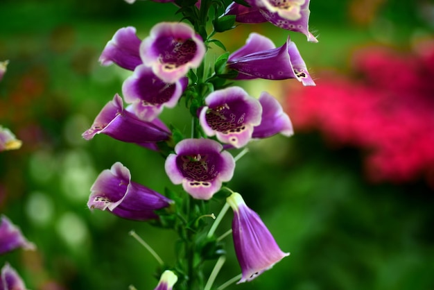写真 紫色のクロカスの花のクローズアップ