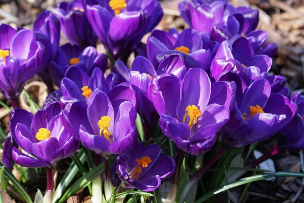 写真 紫色のクロカスの花のクローズアップ