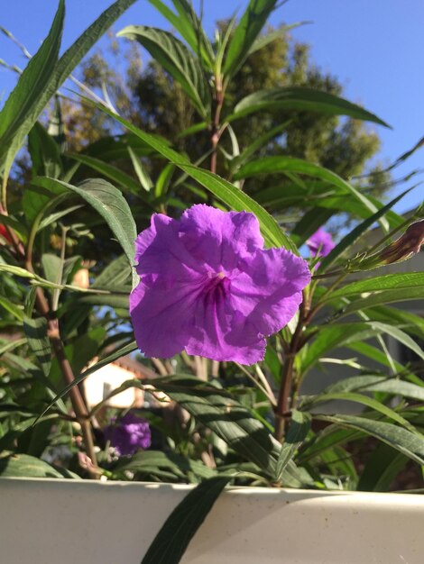 写真 外でいている紫色の花のクローズアップ