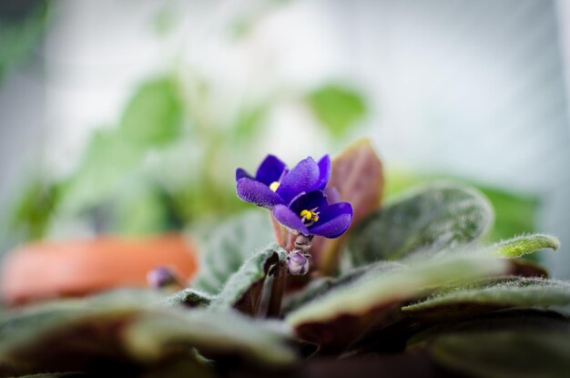 写真 紫の花が野外で ⁇ いているクローズアップ