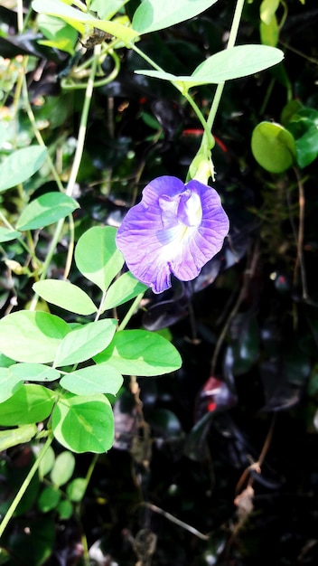 写真 外でいている紫色の花のクローズアップ