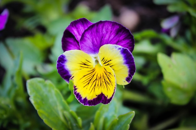 写真 紫の花が野外で ⁇ いているクローズアップ