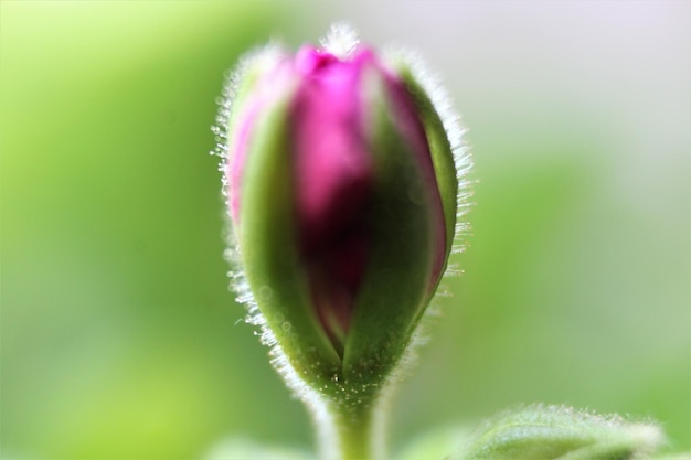 写真 紫色の花芽のクローズアップ