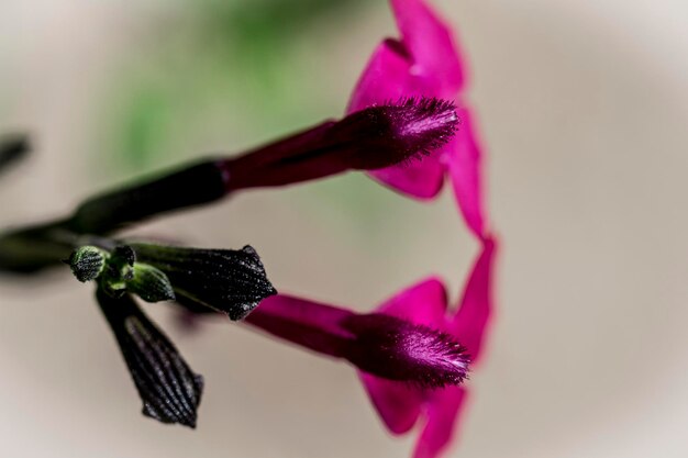 写真 白い背景の紫色の花のクローズアップ