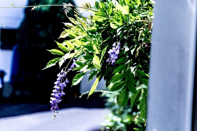 写真 紫の花の植物のクローズアップ