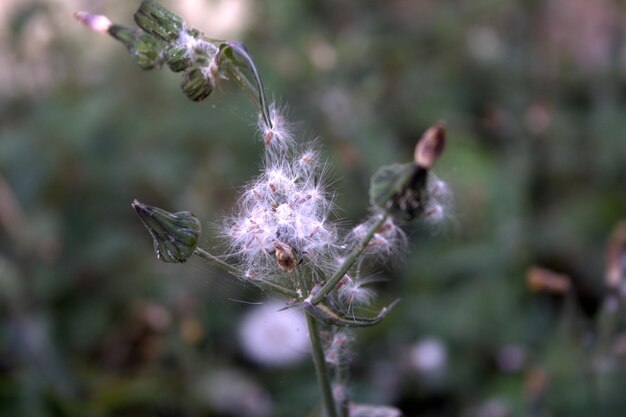 写真 紫の花のクローズアップ