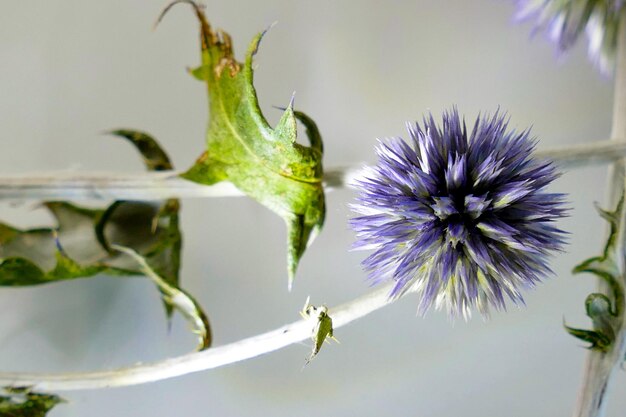 写真 紫の花のクローズアップ