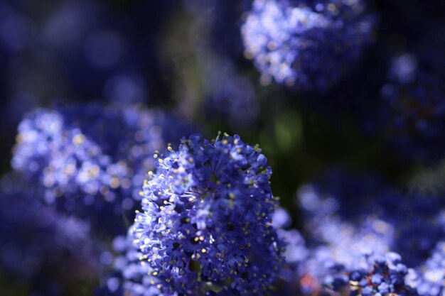 写真 紫の花のクローズアップ