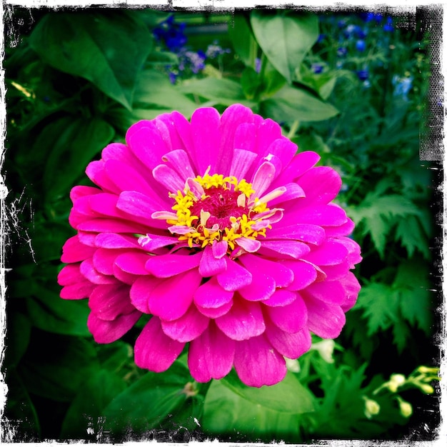 写真 紫の花のクローズアップ