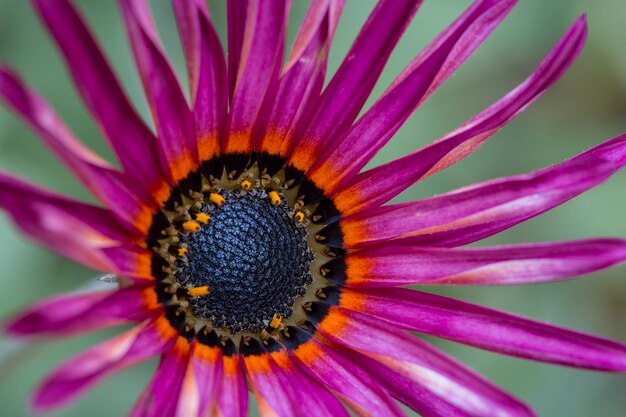 写真 紫の花のクローズアップ