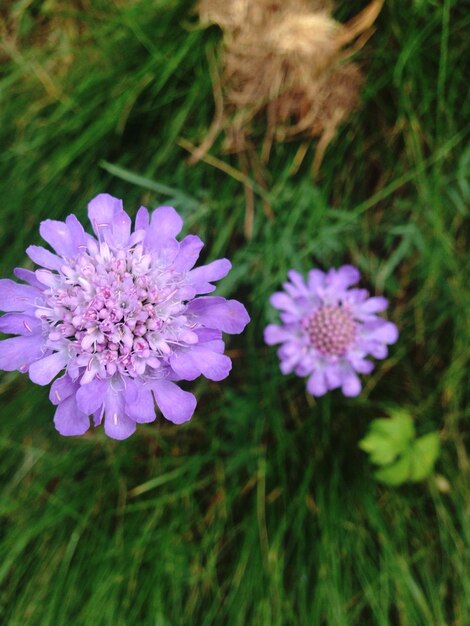 写真 紫の花のクローズアップ