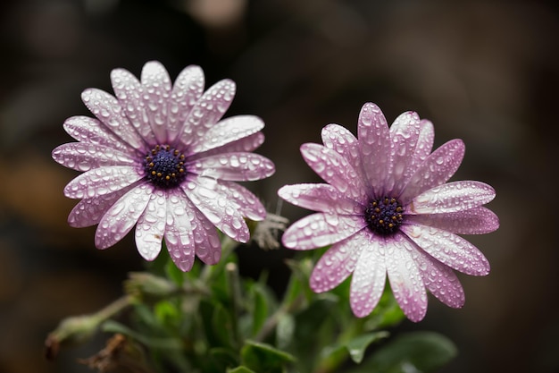 写真 紫の花のクローズアップ