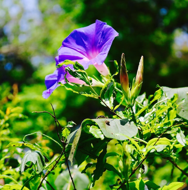 写真 紫の花のクローズアップ