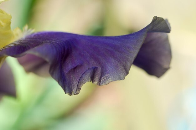 写真 紫の花のクローズアップ