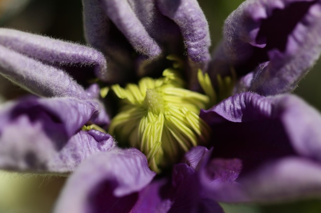 写真 紫の花のクローズアップ