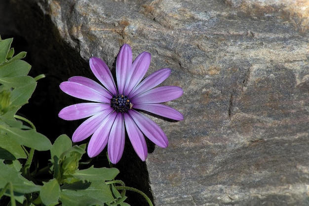 写真 紫の花のクローズアップ