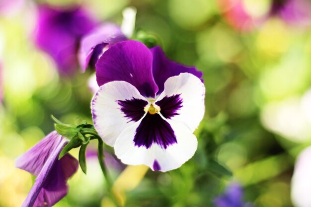 写真 紫の花のクローズアップ