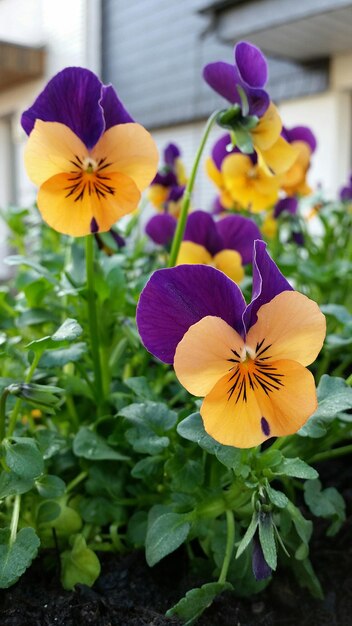 写真 紫の花のクローズアップ