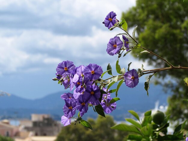 写真 空に照らされた紫色の花の植物のクローズアップ