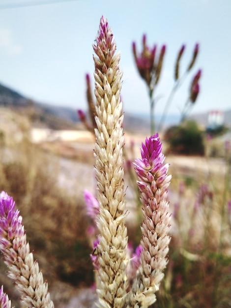 写真 紫色の花がく植物が空を背景に畑でクローズアップ
