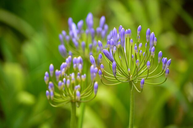 写真 畑 の 紫 の 花 の 植物 の クローズアップ