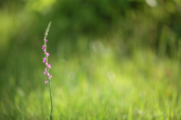 写真 野原で紫の花を ⁇ かせる植物のクローズアップ