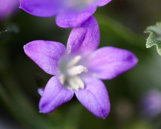 写真 紫色の花の植物のクローズアップ