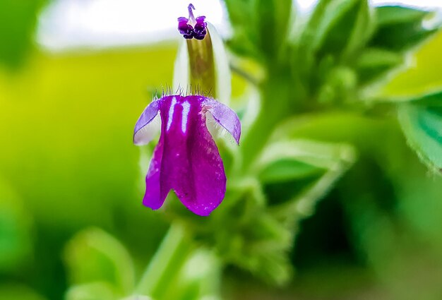 写真 紫色の花の植物のクローズアップ